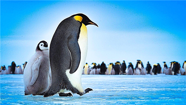 Hvorfor fryser polære dyr ikke deres poter på is?