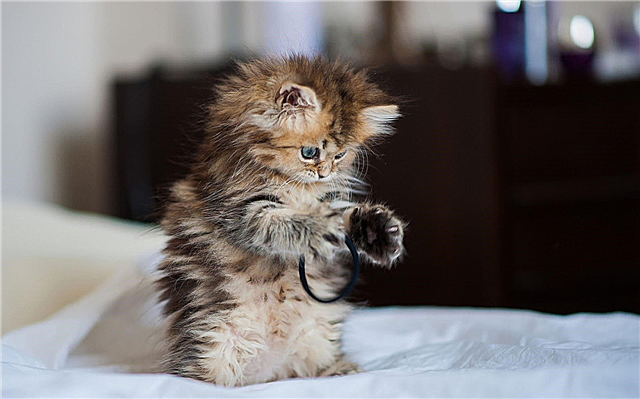 Die kleinsten Katzenrassen - Liste, Beschreibung, Foto und Video