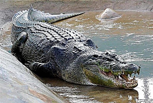 The largest types of crocodiles - list, length, names, where they are found, photos and videos