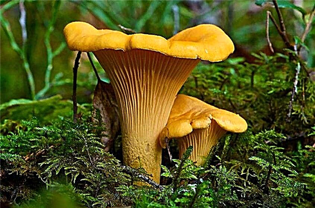 De meest giftige paddenstoelen in Rusland - lijst, naam, beschrijving, foto en video