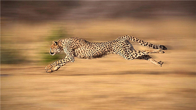 Os gatos mais rápidos do mundo - lista, nomes, velocidade máxima, descrição, fotos e vídeo