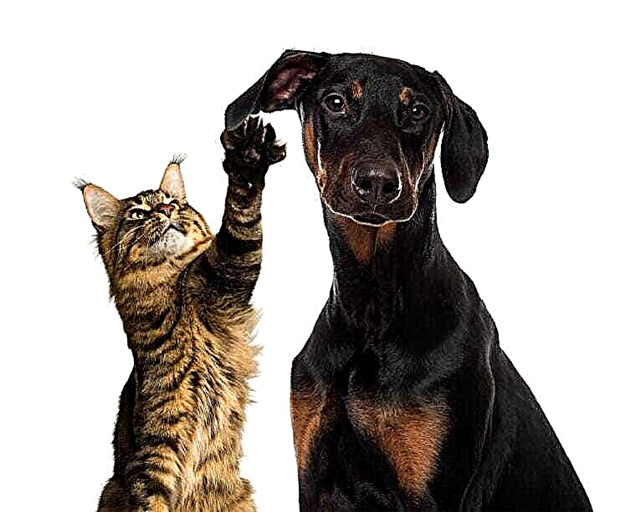 Why don't dogs like cats? Reasons, photos and videos