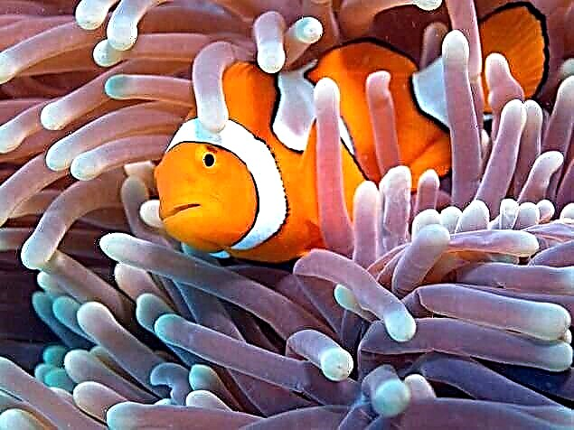 Interesting facts about marine life, photos and videos