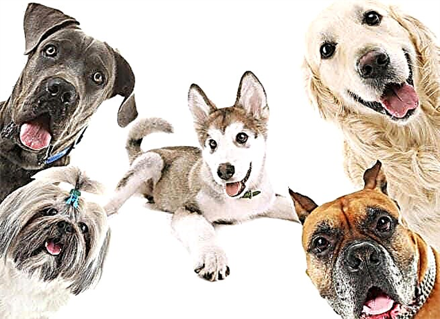 سلالات الكلاب الأكثر شعبية - القائمة والوصف والشخصية والصور والفيديو
