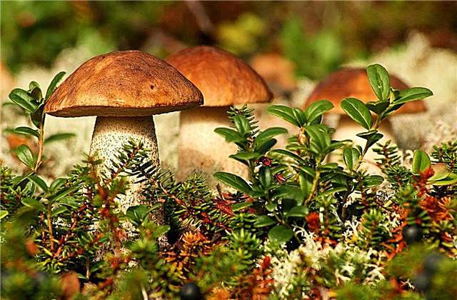 The most dangerous mushrooms in Russia - a list, names, description, how to distinguish, photos and videos