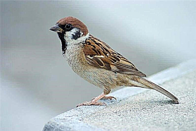 Sparrows - nutrition, weight, benefits, species population, photos and videos