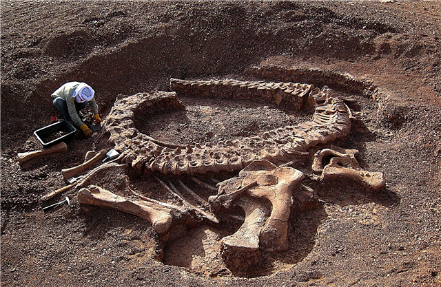 How did we find out about the existence of dinosaurs? Description, photo and video