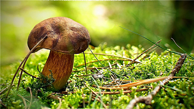 The earliest edible mushrooms - list, description, photos and video