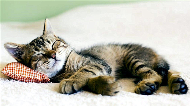 ¿Por qué los gatos duermen tanto? Motivos, descripción, foto y video.