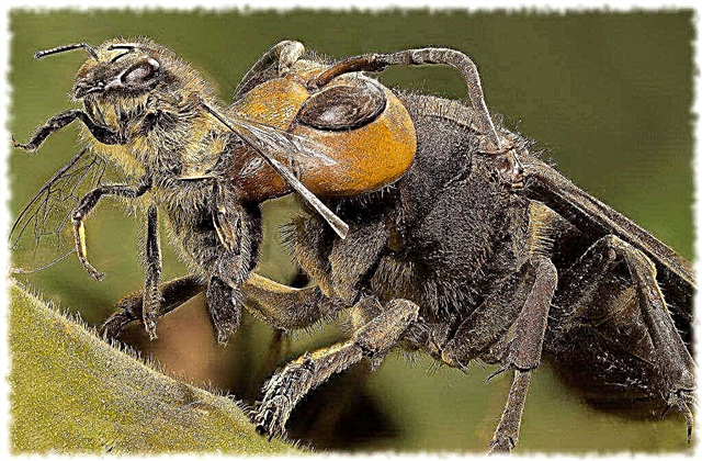Inimigos das abelhas - lista, descrição, foto e vídeo