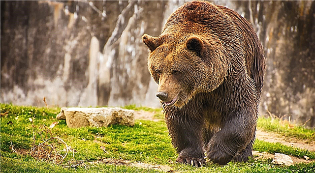 Medvěd - popis, rozsah, jídlo, nepřátelé, chov, druh, fotografie a video