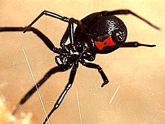 Why is a black widow eating her husband? Description, photo and video