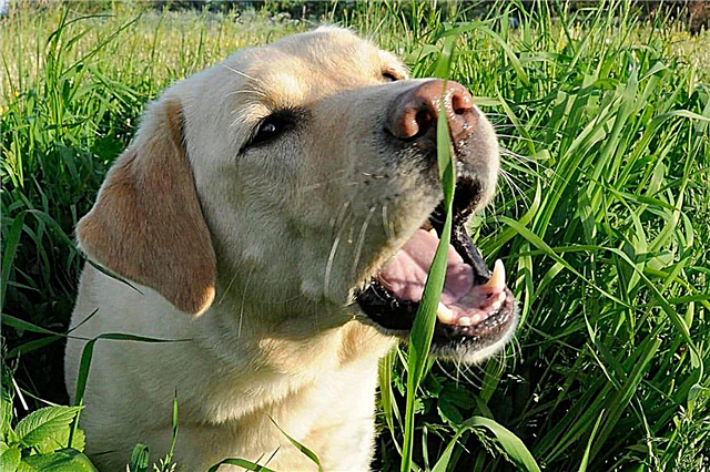 لماذا يأكل الكلب العشب؟ الأسباب والصور ومقاطع الفيديو