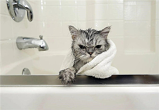 Hvorfor er katte bange for vand? Årsager, fotos og videoer