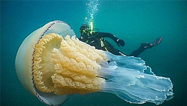 A giant jellyfish was discovered off the coast of England