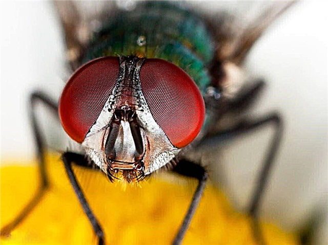 Lalat: pemakanan, penglihatan, bau, bahaya, faedah, spesies, foto dan video