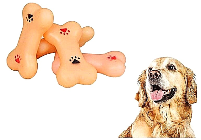 Zakaj psi radi grizejo kosti? Opis, fotografija in video