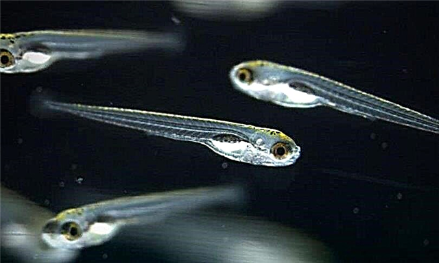 Scientifiques - les biologistes ont découvert que les poissons ont un rêve paradoxal