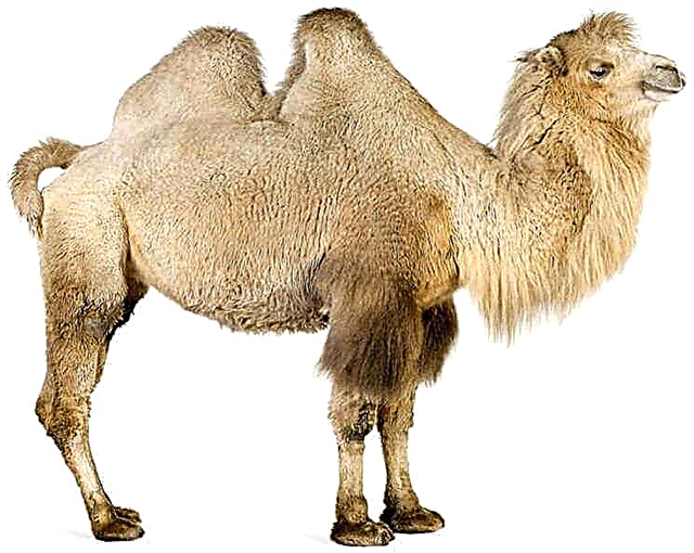 ¿Por qué está jorobado el camello? Razones, fotos y videos.