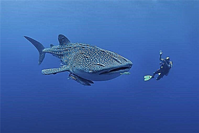 De grootste vis ter wereld - lijst, maten, namen, waar ze worden gevonden, foto's en video's