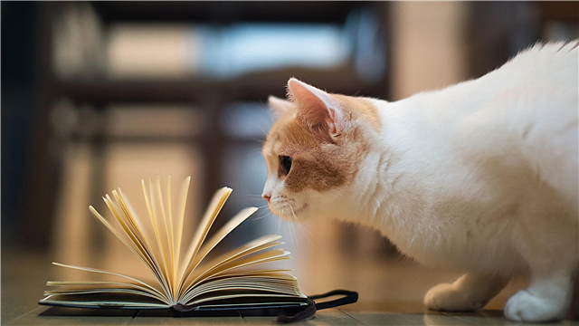 Les races de chats les plus intelligentes du monde - liste, description, photos et vidéo