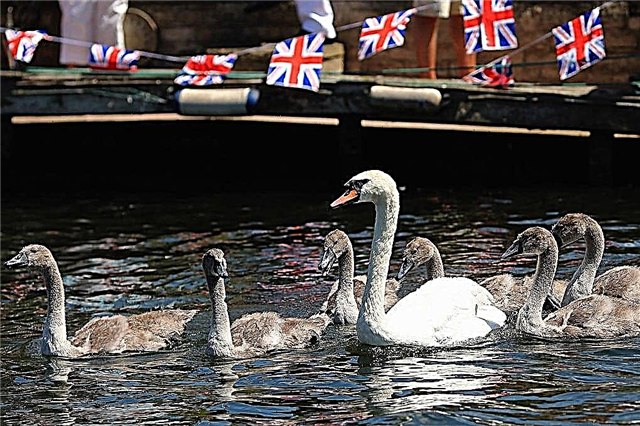 Why do all the swans of England belong to the queen? Reasons, photos and videos