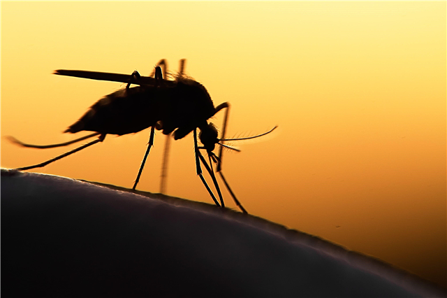 Kteří lidé jsou pro komáry nejvíce přitahováni?