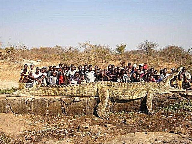 Los reptiles más grandes del mundo: lista, nombres, descripción, fotos y video