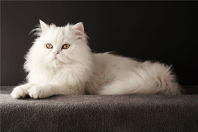 The longest-haired cat breeds - list, description, photo and video