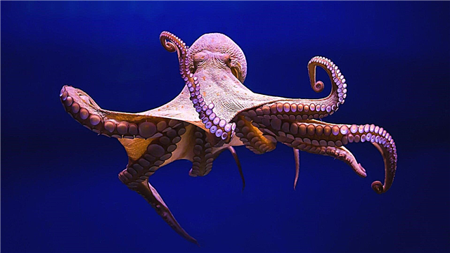 Octopus: beschrijving, gewoonten, gebied, voedsel, vijanden, reproductie, foto's en video