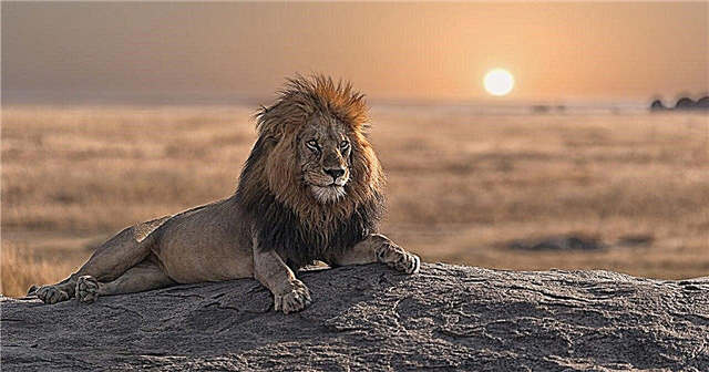 Lions - description, subspecies, nutrition, behavior, range, photos and videos