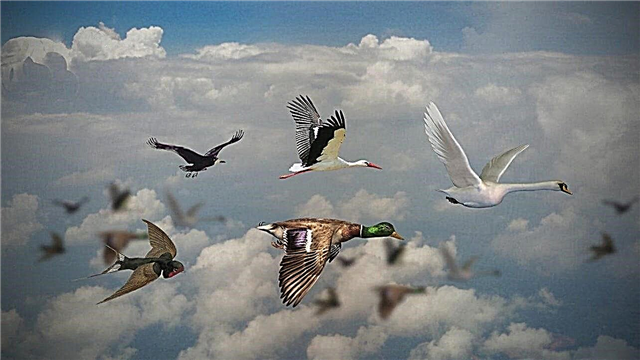 ¿Por qué la mayoría de las especies de aves migratorias no pueden viajar a través del océano?