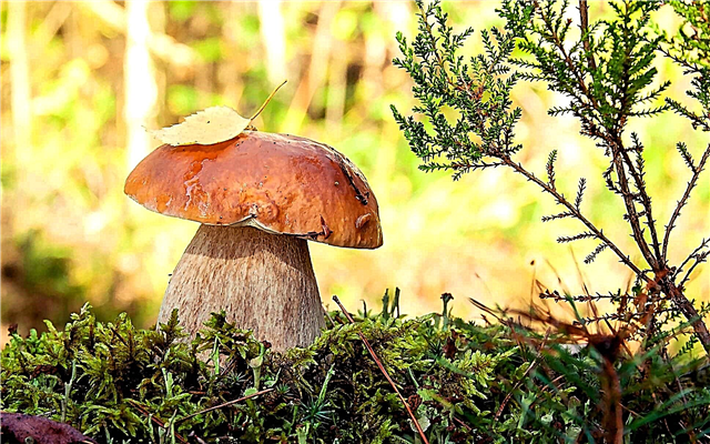 Porcini-paddenstoel: een beschrijving van hoe het eruit ziet, waar het groeit, variëteiten, foto's en video's