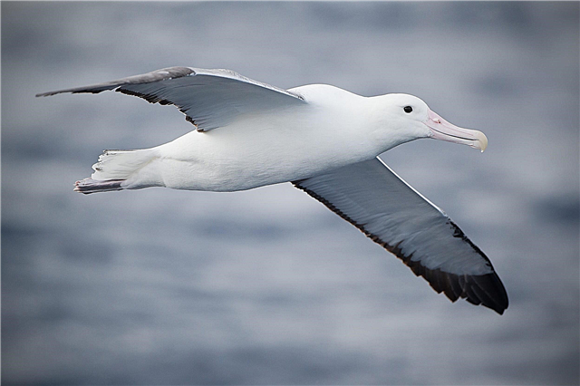 Albatros - nutrición, migración, reproducción, datos interesantes, fotos y video.