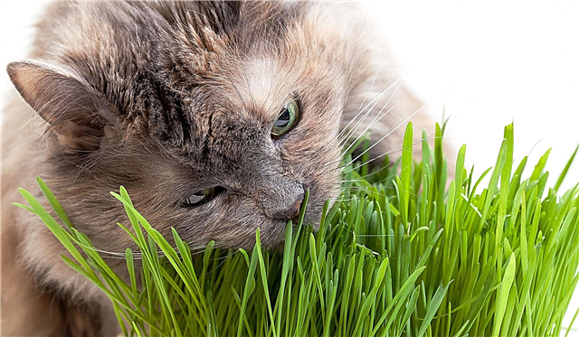 لماذا تأكل القطط العشب؟ الأسباب والصور ومقاطع الفيديو