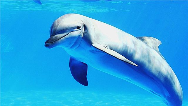Dolphins: description, types, lifestyle, communication, how to sleep, how to drink, photos and video