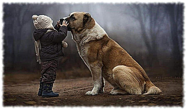 Why is a dog a man’s friend? Description, photo and video