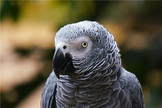 How do parrots learn to speak and do they understand the words? Description, photo and video