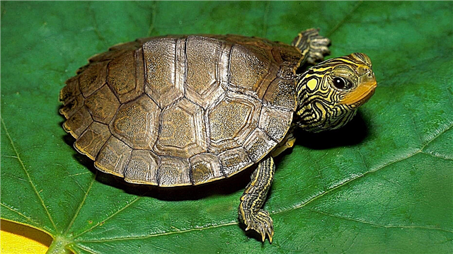 Waarom bestaat de schildpad uit zeshoeken?