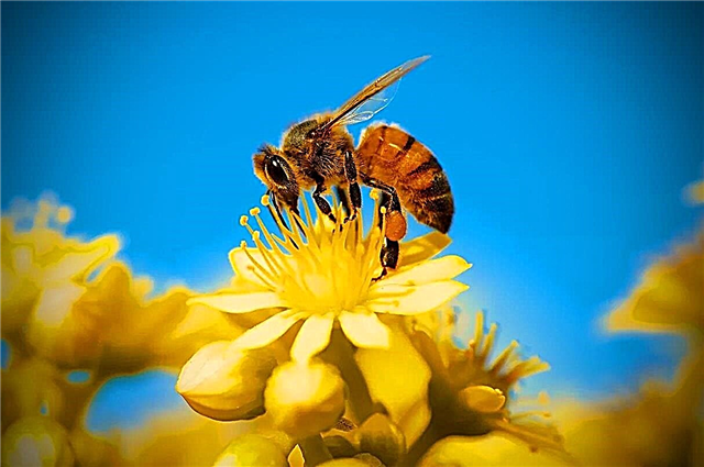 Biene: Beschreibung, Zucht, Lebensstil, Reichweite, Nahrung, Feinde, Herstellung von Honig, interessante Fakten