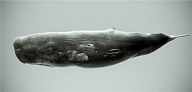 Sperm whale - description, range, food, enemies, life expectancy, photos and video