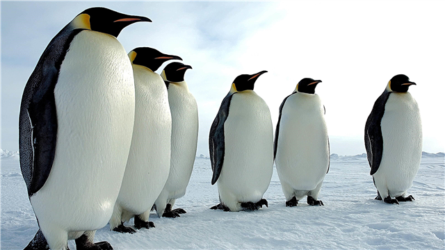 Why don't penguins have their feet freezing? Description, photo and video