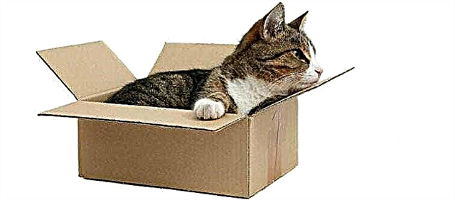 Pourquoi les chats aiment-ils les boîtes? Raisons, photos et vidéos