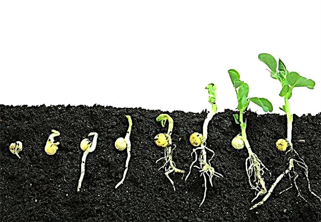تنبت البذره ثم تنمو لتكون البادره ثم تنمو وتصير نباتا جديدا