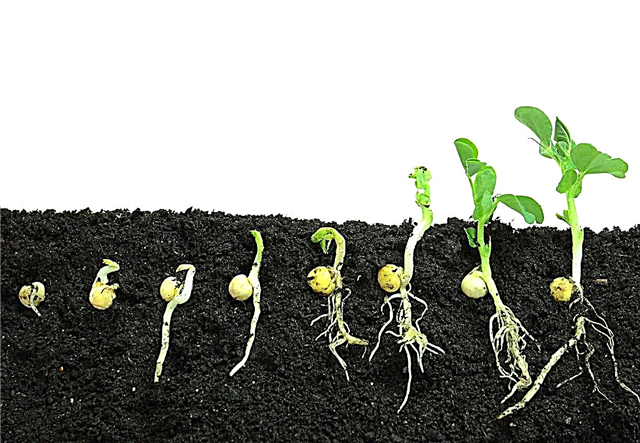 How do seeds germinate and do all plants come from seeds? Photo and video