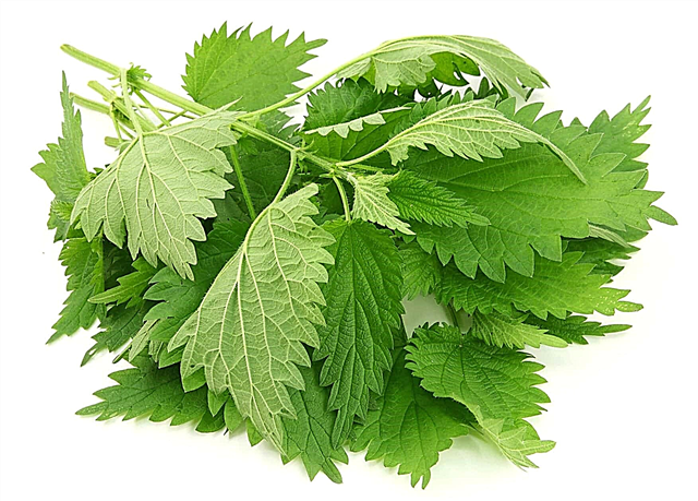 The benefits and harms of nettle: description, photo and video