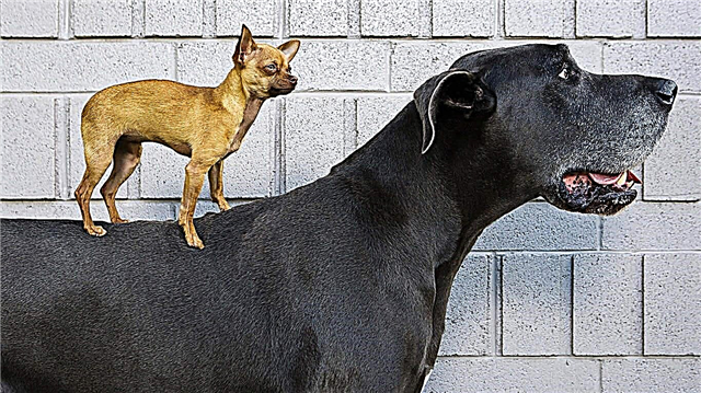 De kleinste hondenrassen ter wereld - lijst, namen, grootte, foto's en video