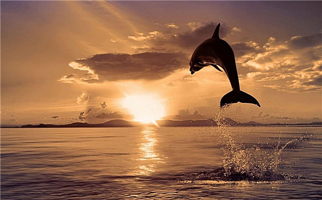 Защо китовете и делфините се измиват на брега? Причини, снимки и видеоклипове