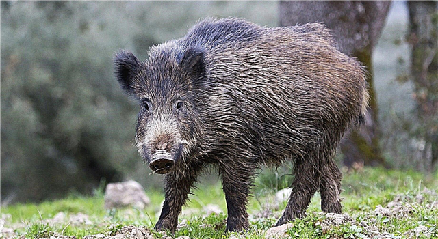 Wild boar - description, range, lifestyle, habitat, food, enemies, breeding, photos and video