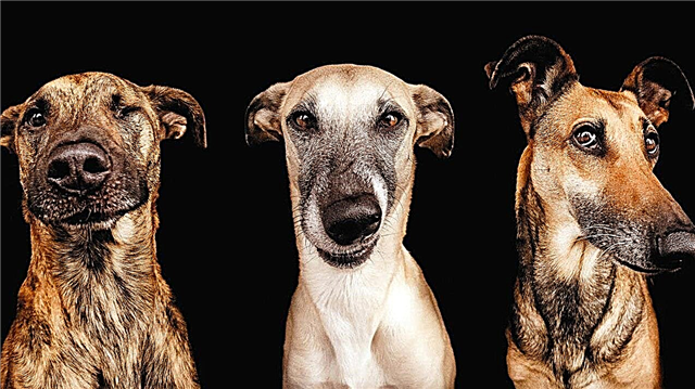 Interessante feiten over honden: beschrijving, foto's en video's